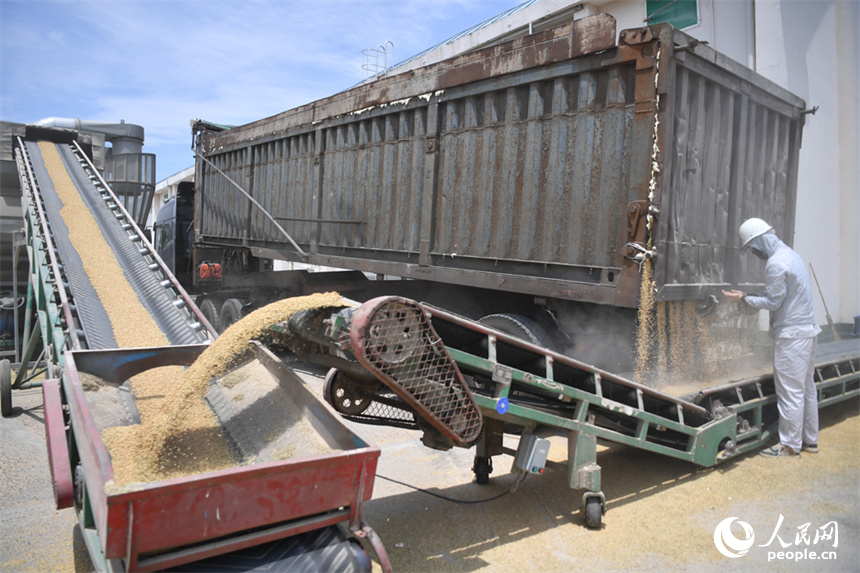 檢驗合格后，稻谷卸車入倉。 人民網記者 時雨攝