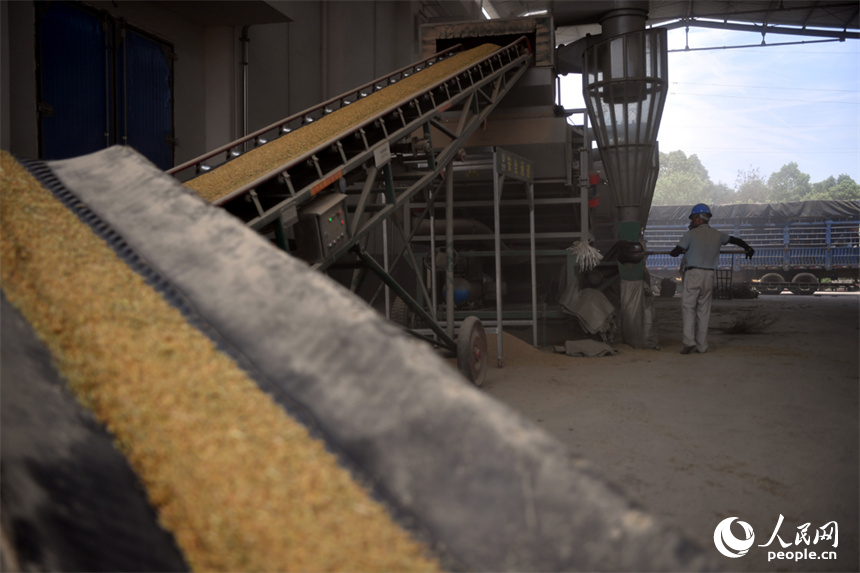 檢驗合格后，稻谷卸車入倉。 人民網記者 時雨攝