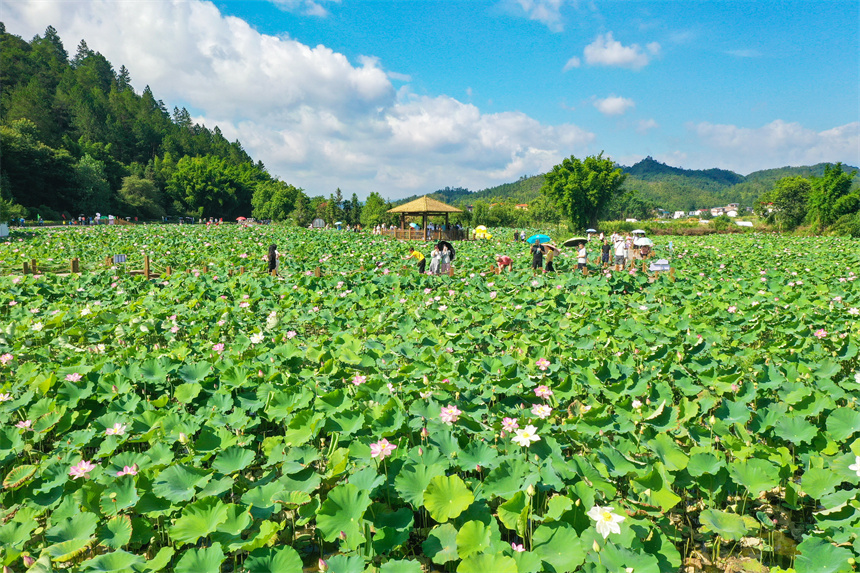 游客在賞荷游玩，拍照打卡。李凡欽攝