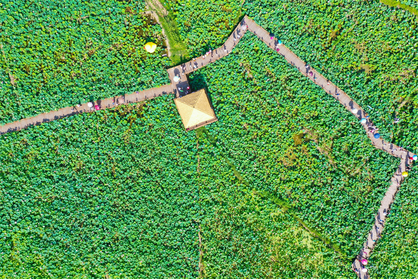 游客在賞荷游玩，拍照打卡。李凡欽攝