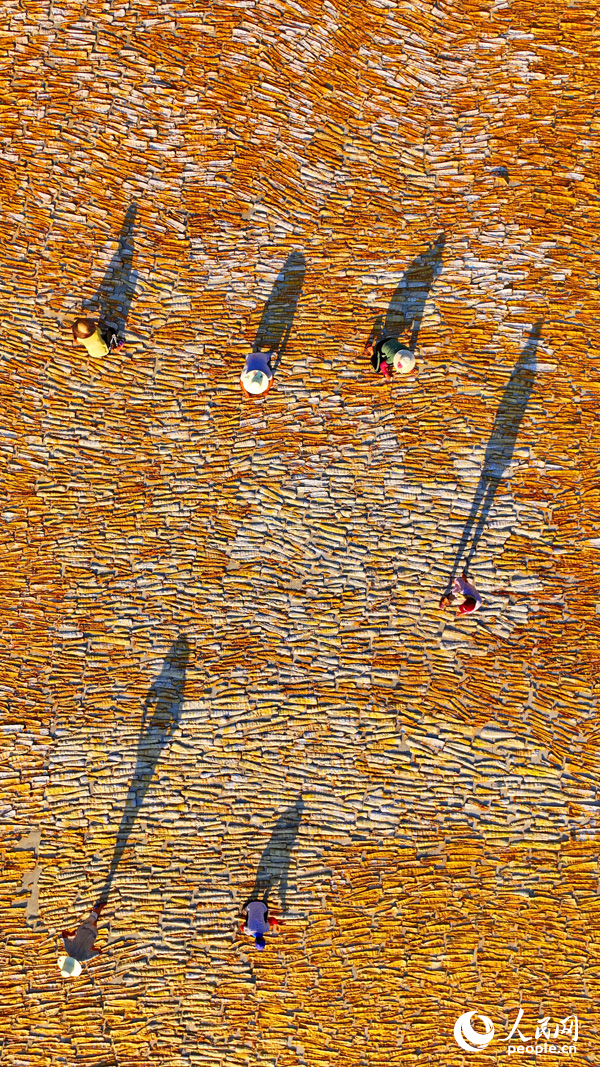 在樂安縣招攜村汗上村晾曬場，村民在翻曬筍干，供應市場。人民網 朱海鵬攝