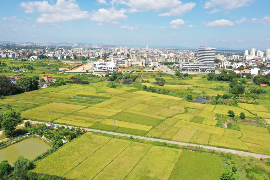 7月12日，江西贛州蓉江新區潭口鎮代衛村，金色的稻田美麗如畫。鐘萬汕攝