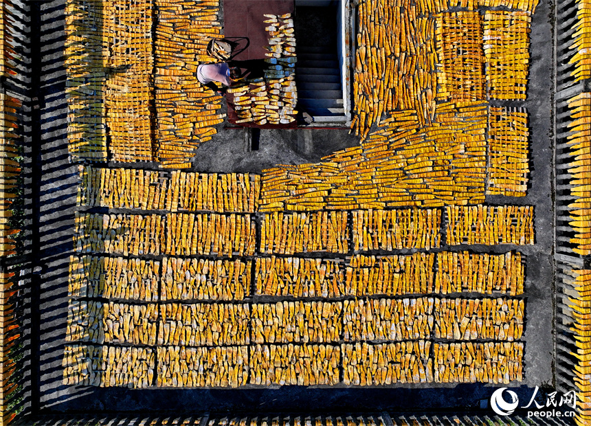 村民在門前屋后、房頂空坪晾曬金黃的竹筍。人民網朱海鵬攝