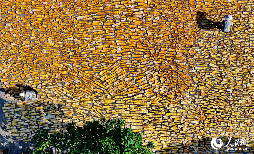 村民在門前屋后、房頂空坪晾曬金黃的竹筍。人民網朱海鵬攝