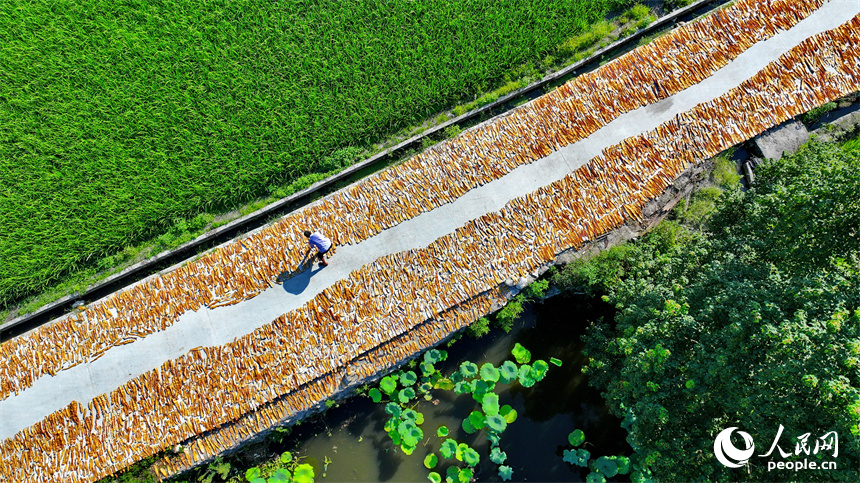 村民在門前屋后、房頂空坪晾曬金黃的竹筍。人民網朱海鵬攝