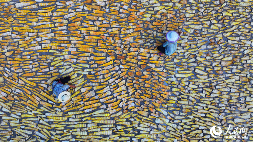 村民在門前屋后、房頂空坪晾曬金黃的竹筍。人民網朱海鵬攝