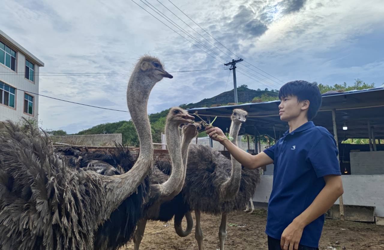 吳錦彪正在喂鴕鳥。饒運華攝