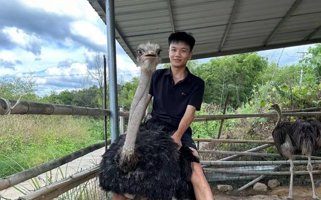 吳錦彪騎著鴕鳥散步。饒運華攝