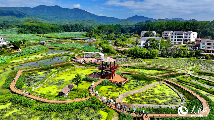 江西省撫州市廣昌縣驛前鎮姚西村，朵朵荷花競相開放。人民網 朱海鵬攝