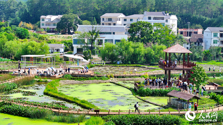 江西省撫州市廣昌縣驛前鎮姚西村，朵朵荷花競相開放。人民網 朱海鵬攝