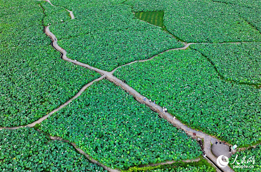 江西省撫州市廣昌縣驛前鎮姚西村，朵朵荷花競相開放。人民網 朱海鵬攝