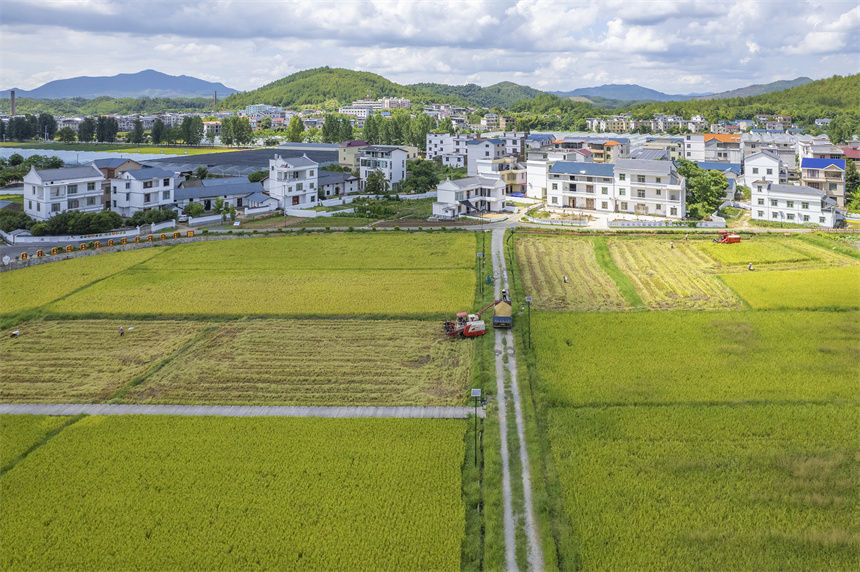 豐收的場景與遠處的青山、民居構成一幅產業興、農民富、鄉村美的美好畫卷。張元兵攝