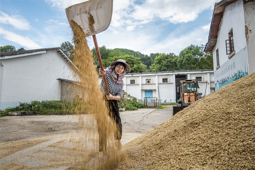 夏糧豐，倉廩實，人歡喜。張元兵攝