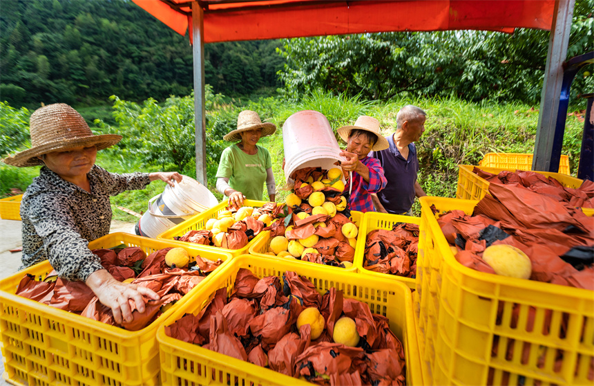 村民們在搬運黃桃。周亞茂攝