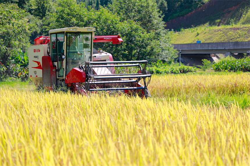 村民駕駛農機在田間收割早稻。李凡欽攝