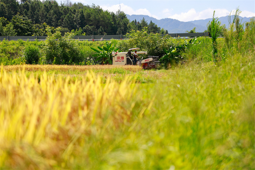 村民駕駛農機在田間收割早稻。李凡欽攝