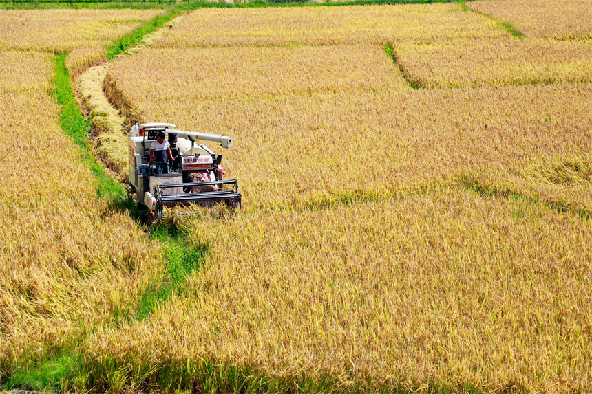 村民駕駛農機在田間收割早稻。李凡欽攝