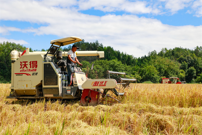 村民駕駛農機在田間收割早稻。李凡欽攝