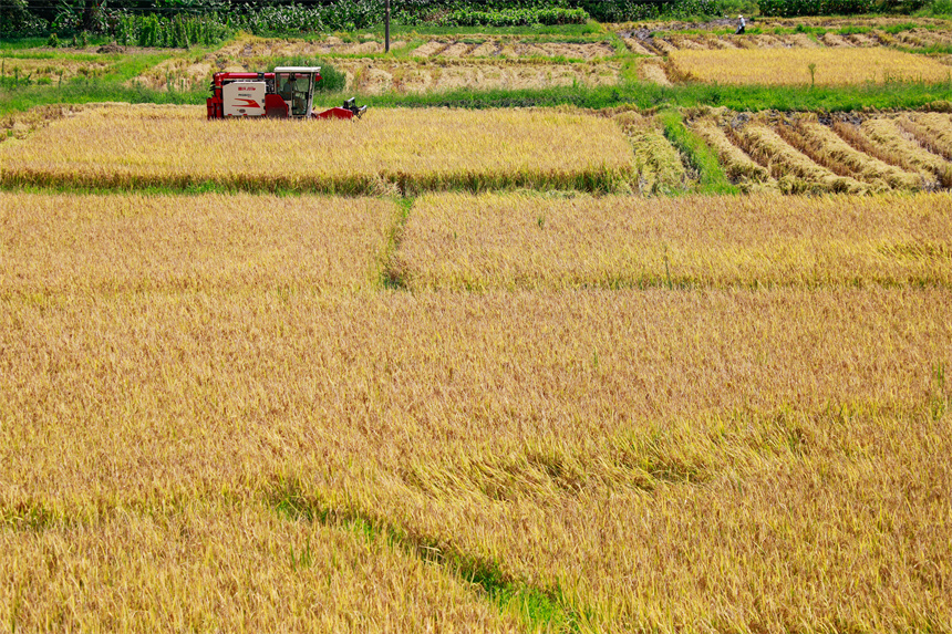 村民駕駛農機在田間收割早稻。李凡欽攝