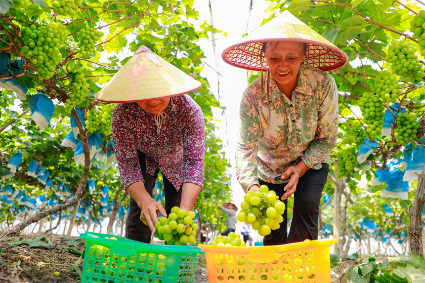 農民在采摘葡萄，豐收的喜悅溢于言表。李凡欽攝