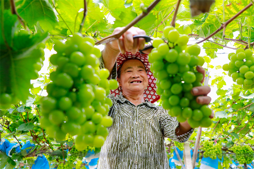 _農民在采摘葡萄，豐收的喜悅溢于言表。李凡欽攝