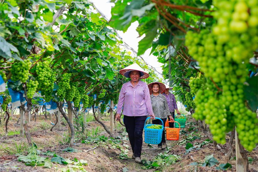 農民在采摘葡萄，豐收的喜悅溢于言表。李凡欽攝