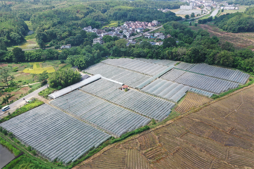 農民在采摘葡萄，豐收的喜悅溢于言表。李凡欽攝