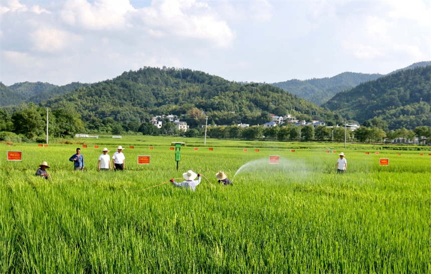 育種人員不誤農時忙于田間管理。鄧建萍攝