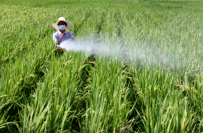 育種人員不誤農時忙于田間管理。鄧建萍攝