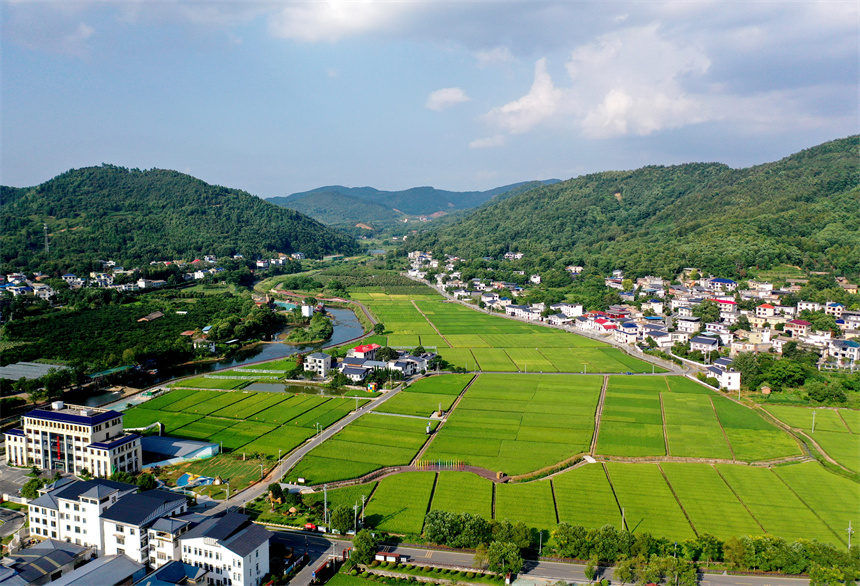 航拍萍鄉市湘東區麻山鎮汶泉村千畝水稻培育基地。鄧建萍攝