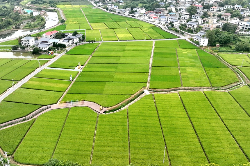 江西省萍鄉市湘東區麻山鎮汶泉村水稻制種基地的稻田景色（無人機照片）。李桂東攝