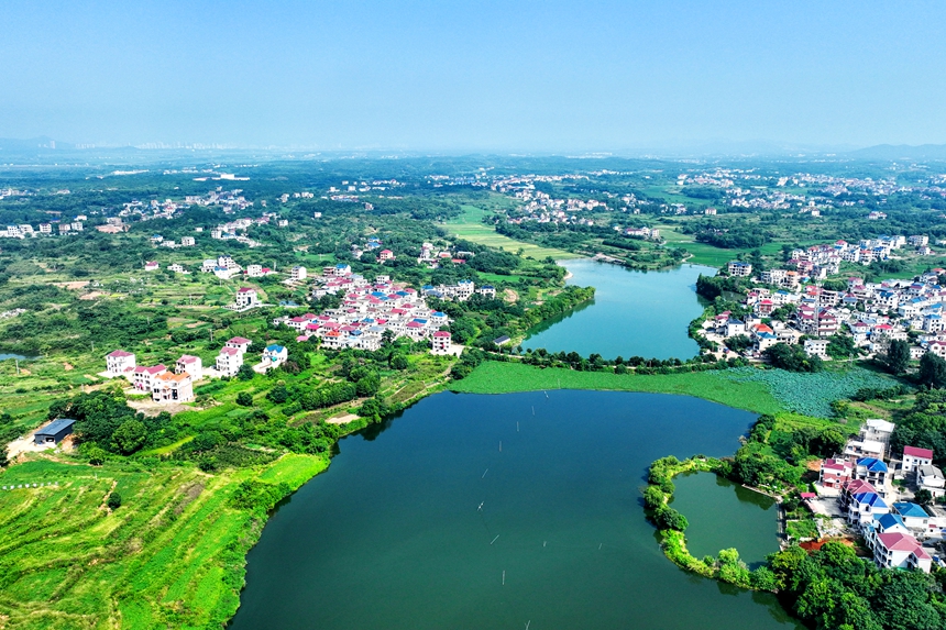 航拍鏡頭下的江西共青城市蘇家垱鄉，美景如畫。潘成攝