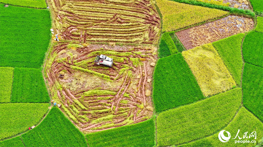 村民駕駛著收割機在田間收割中稻。人民網 朱海鵬攝