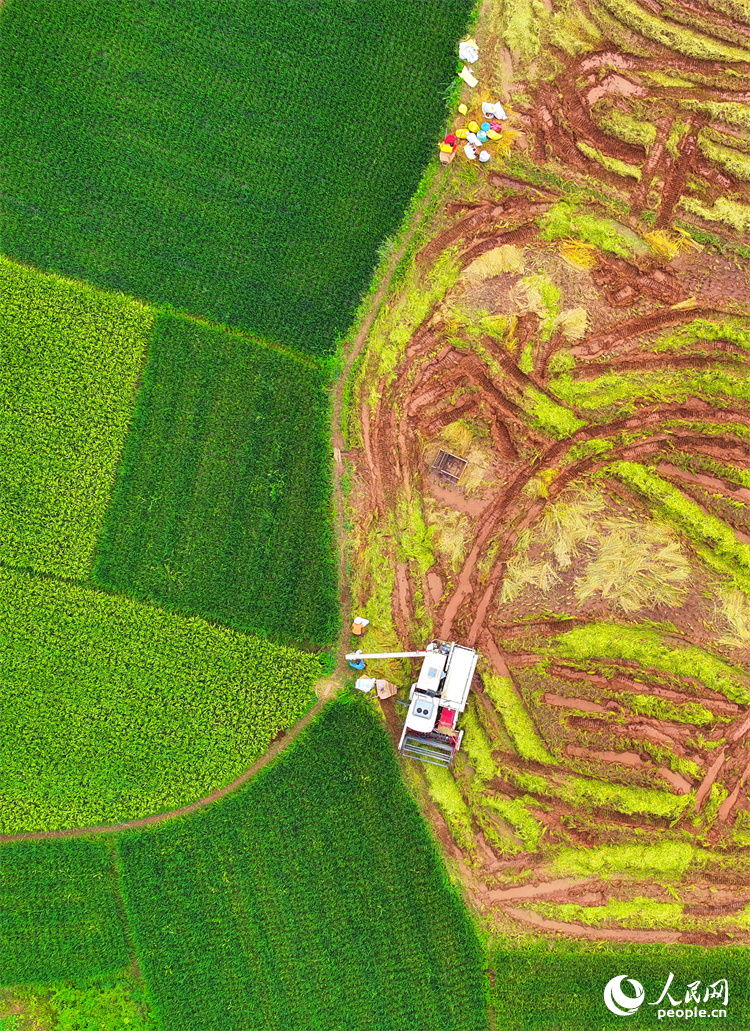 村民駕駛著收割機在田間收割中稻。人民網 朱海鵬攝