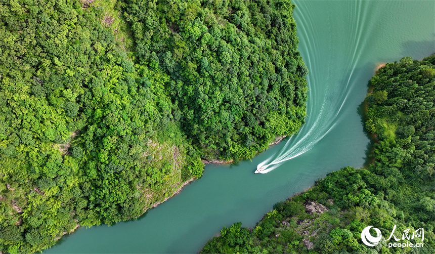 近日，江西省贛州市安遠縣三百山東風湖，生態保潔員駕駛保潔船在清理水面漂浮物。人民網 朱海鵬攝