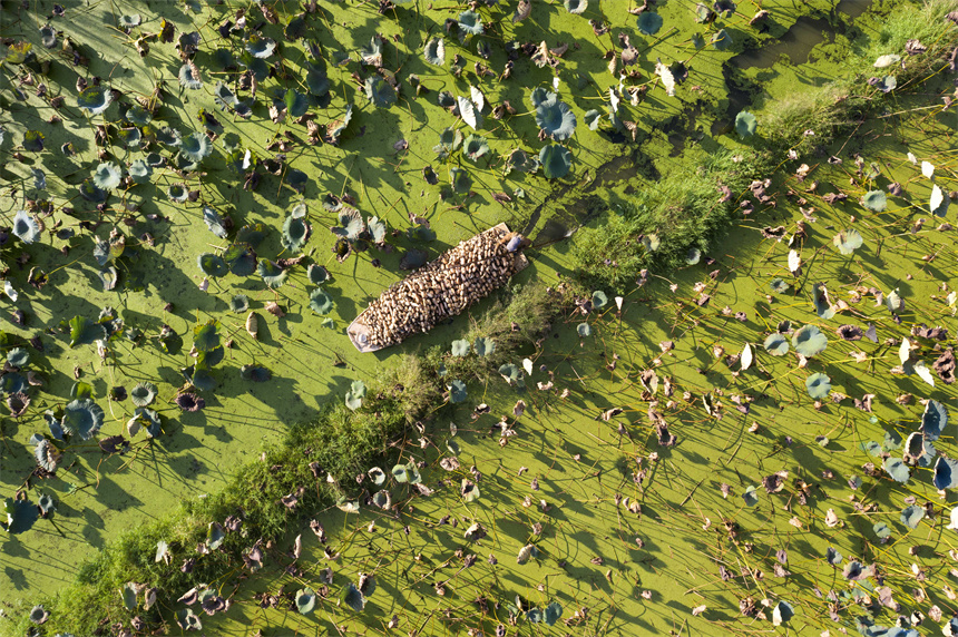 航拍豐城市同田鄉同田村千畝蓮藕種植基地。周亮攝