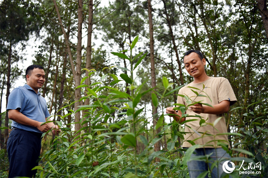 技術人員正在林下察看山香圓的生長情況。 人民網記者 時雨攝
