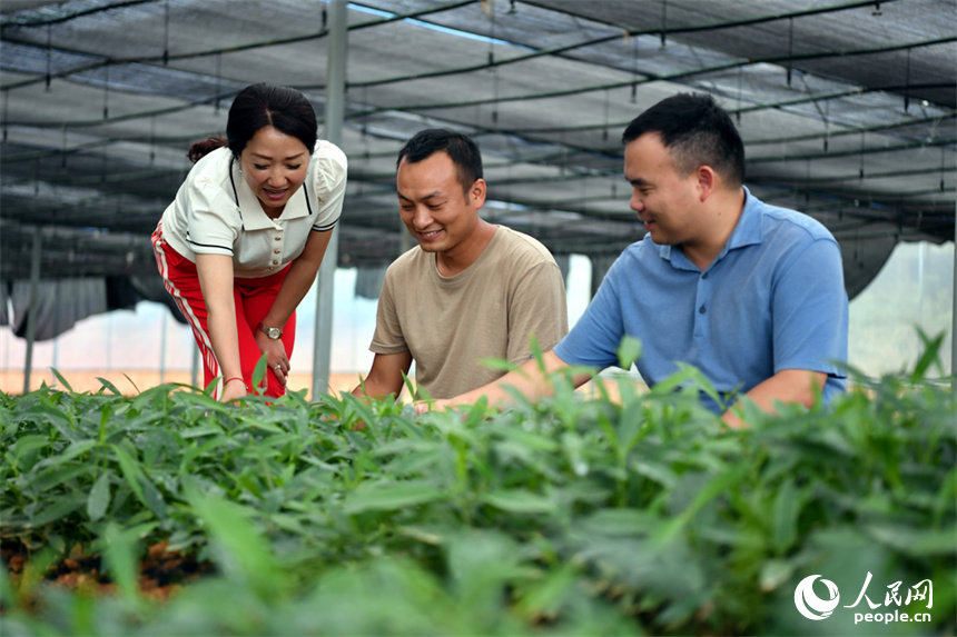 育苗大棚內，山香圓幼苗長勢良好，技術人員正在察看幼苗的生長情況。 人民網記者 時雨攝
