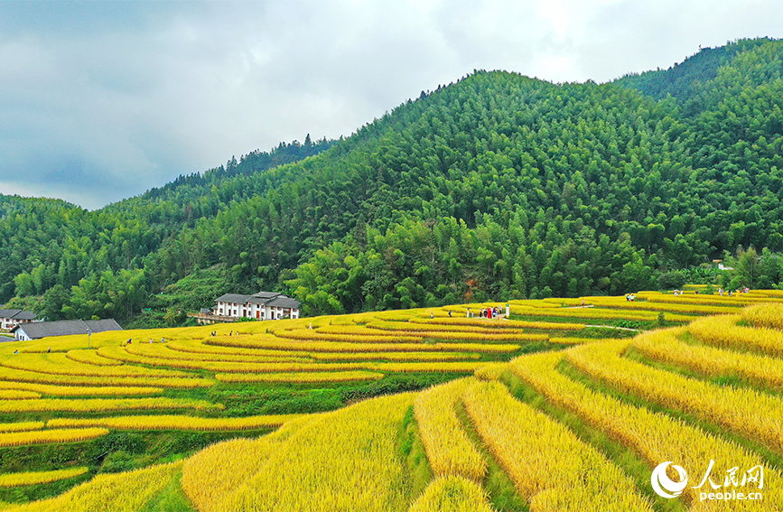 航拍江西省贛州市崇義縣上堡鄉上堡梯田。人民網 朱海鵬攝