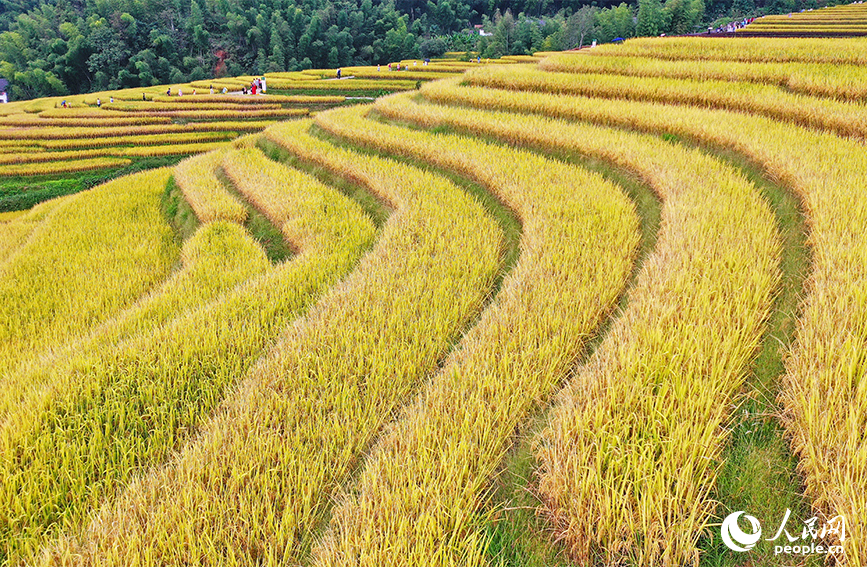航拍江西省贛州市崇義縣上堡鄉上堡梯田。人民網 朱海鵬攝