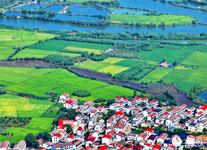 航拍江西省南昌市南昌縣富山鄉灘上村，鱗次櫛比的農房與濕地、田園相映成趣。人民網 朱海鵬攝