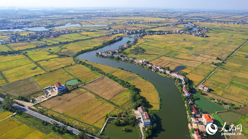 航拍南昌縣涇口鄉，廣袤的稻田與村莊、道路、橋梁構成了一幅美麗的豐收畫卷。人民網記者 毛思遠攝