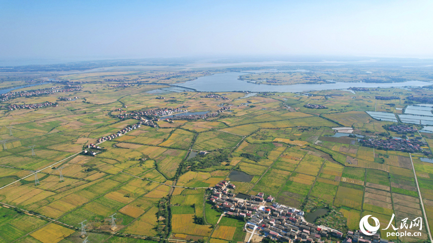 航拍南昌縣涇口鄉，廣袤的稻田與村莊、道路、橋梁構成了一幅美麗的豐收畫卷。人民網記者 毛思遠攝