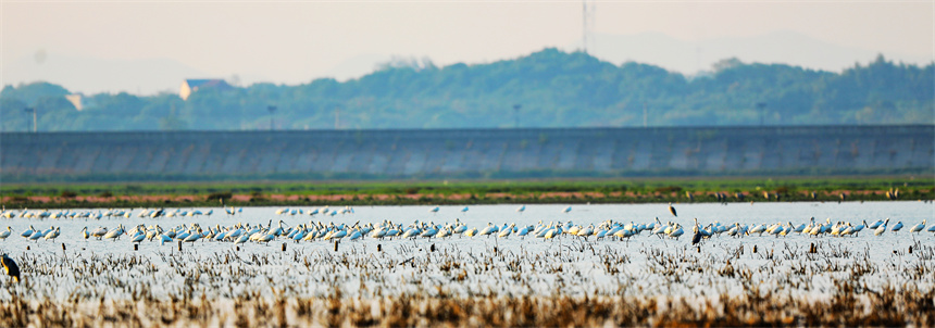 鳥兒們或追逐嬉戲，或高空翱翔，或水上悠閑覓食。李文琪攝