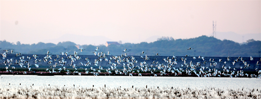 鳥兒們或追逐嬉戲，或高空翱翔，或水上悠閑覓食。李文琪攝