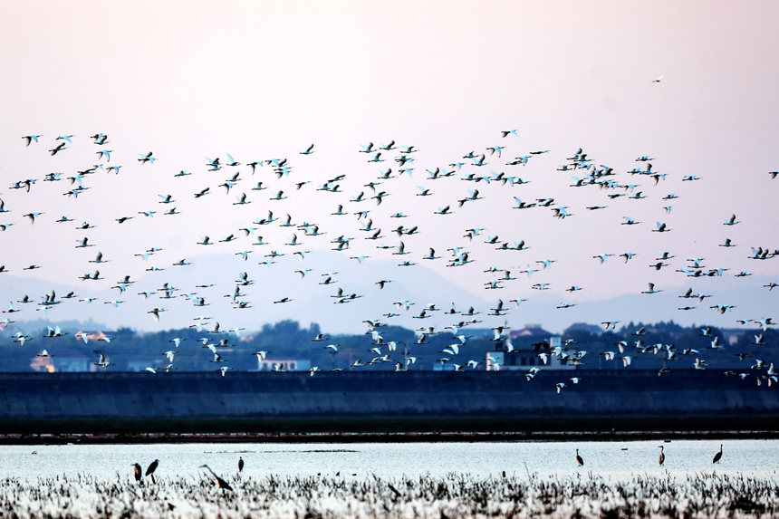 鳥兒們或追逐嬉戲，或高空翱翔，或水上悠閑覓食。李文琪攝