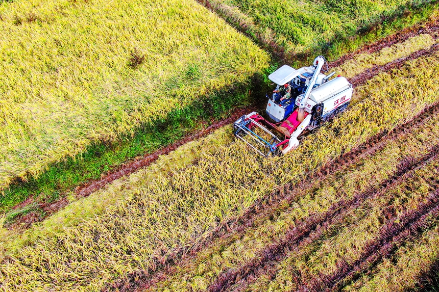 村民正駕駛收割機收割水稻。詹繼成攝