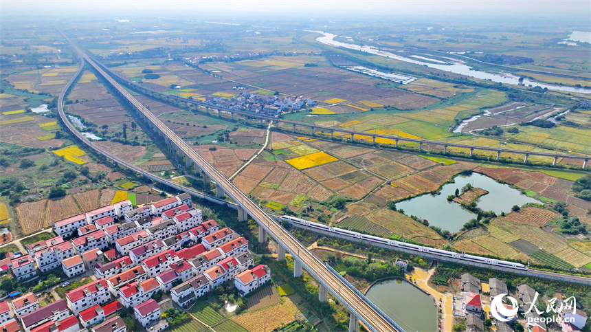 飛馳而過的高鐵列車與金色稻田、紅色屋頂的小洋樓相映襯。人民網 朱海鵬攝