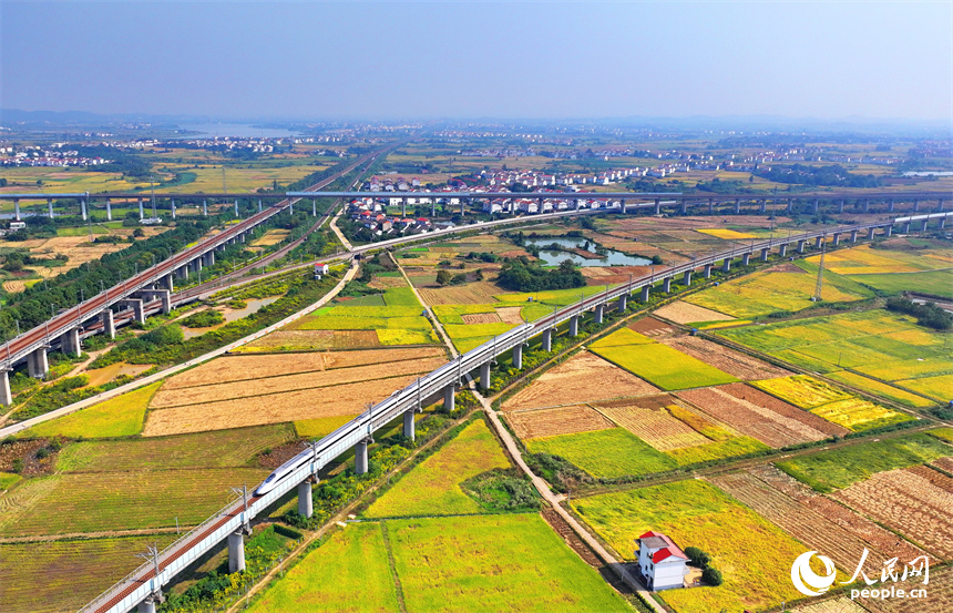 飛馳而過的高鐵列車與金色稻田、紅色屋頂的小洋樓相映襯。人民網 朱海鵬攝