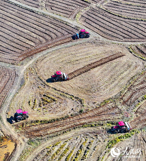 村民駕駛油菜翻耕施肥播種一體機進行犁地、耕整、播種作業。人民網 朱海鵬攝